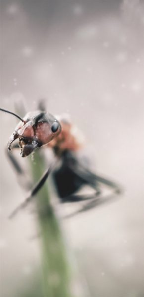 Ant on a blade of grass. Image Credit: pxfuel.com