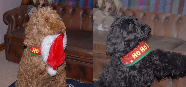 Buddy and Cassie, Ken's little helpers. Image Credit: Stranger family