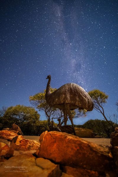 The emu statue with the emu in the night sky at Kalbarri Skywalk. Image Credit Roger Groom