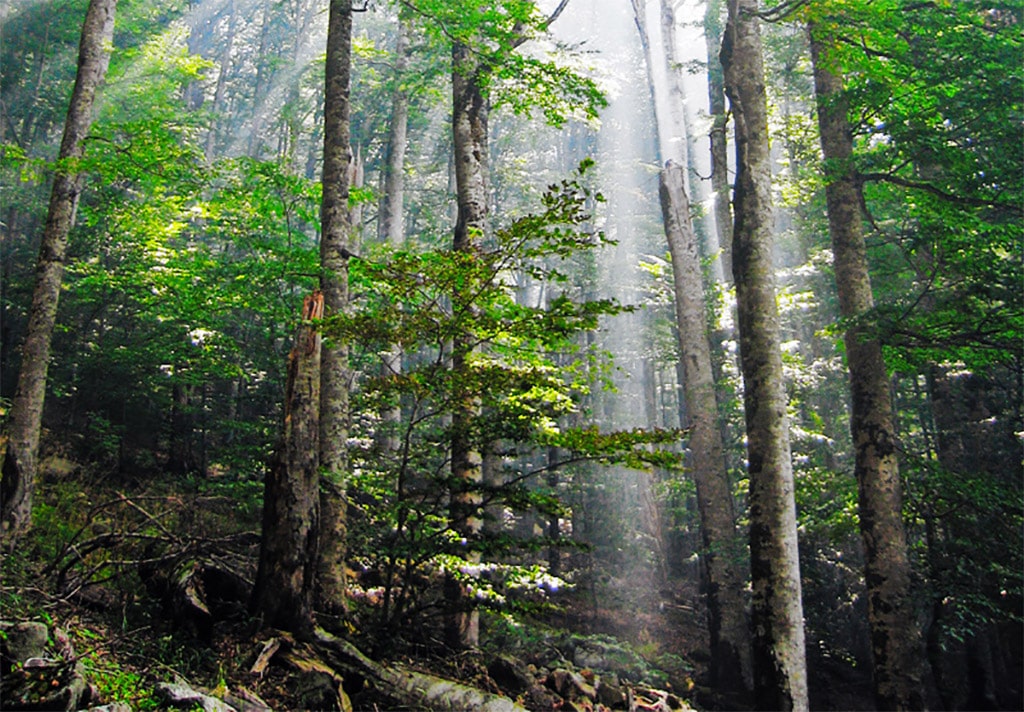 The primary European beech forest in the Biogradska Gora National Park, Montenegro. Image Credit: Snežana Trifunović