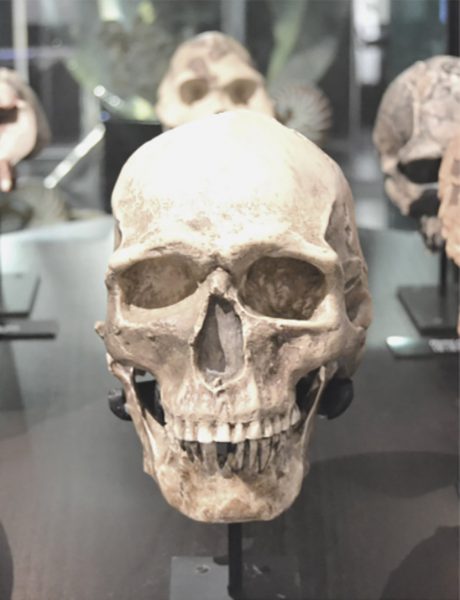 A Human Skull