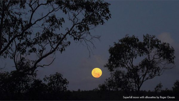 Superfull Moon With Silhouettes. Image Credit: Roger Groom