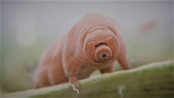 A tardigrade. Image Credit: futurism.com
