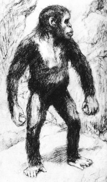 Taungs Ape-Man. Artist's drawing of Australian anatomist and ethnologist Grafton Elliot Smith's (1871-1937) idea of the appearance of a young Australopithecus Africanus. Image Credit: Ann Ronan Picture Library