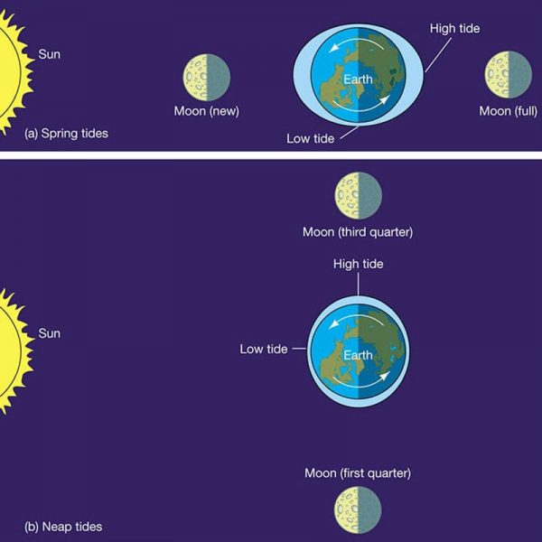 How the Sun and Moon cause the sea tides on Earth. Image by Christopher Palma, Penn State University
