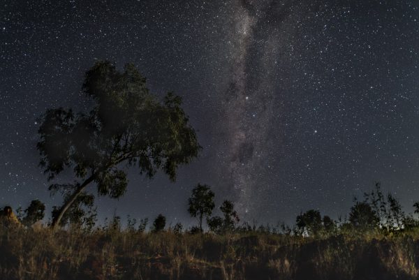 A white gum tree with the emu in the sky. Image Credit: Matt Woods